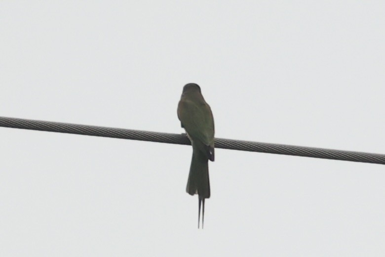 Olive Bee-eater - ML657957822