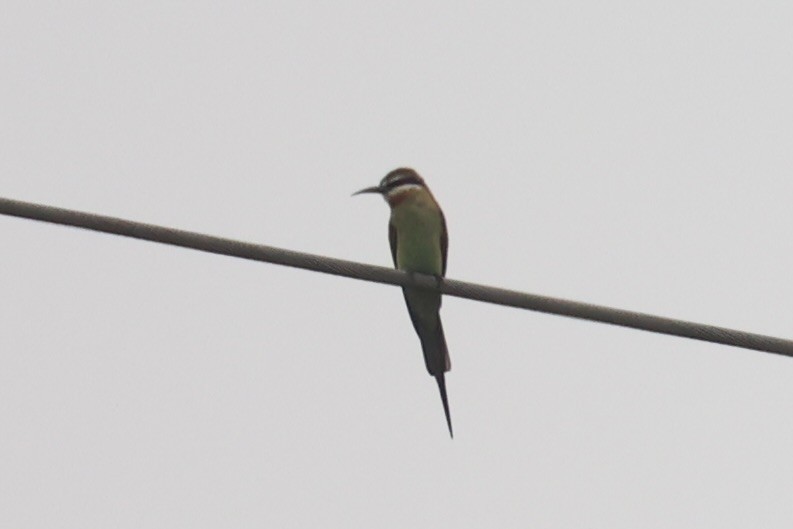 Olive Bee-eater - ML657957823
