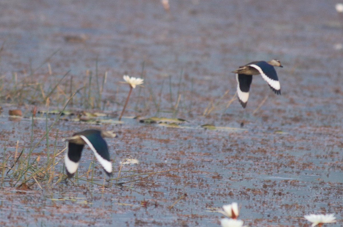 Cotton Pygmy-Goose - ML657957825