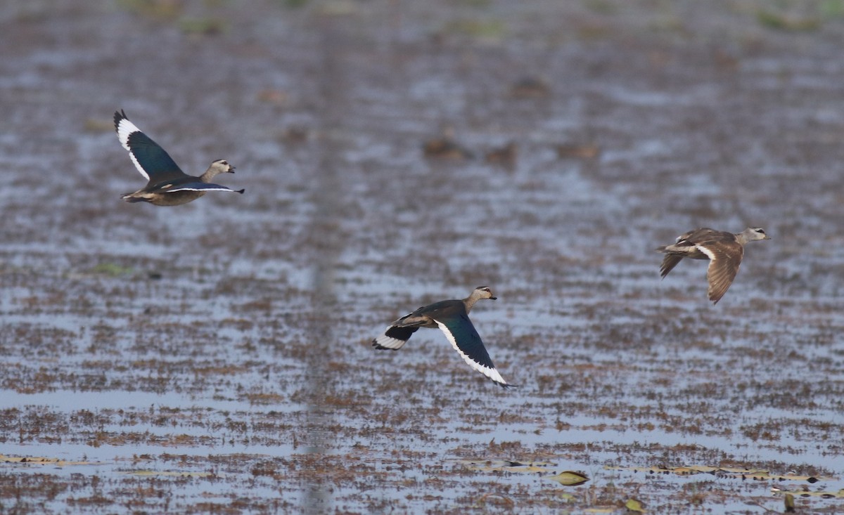 Cotton Pygmy-Goose - ML657957826