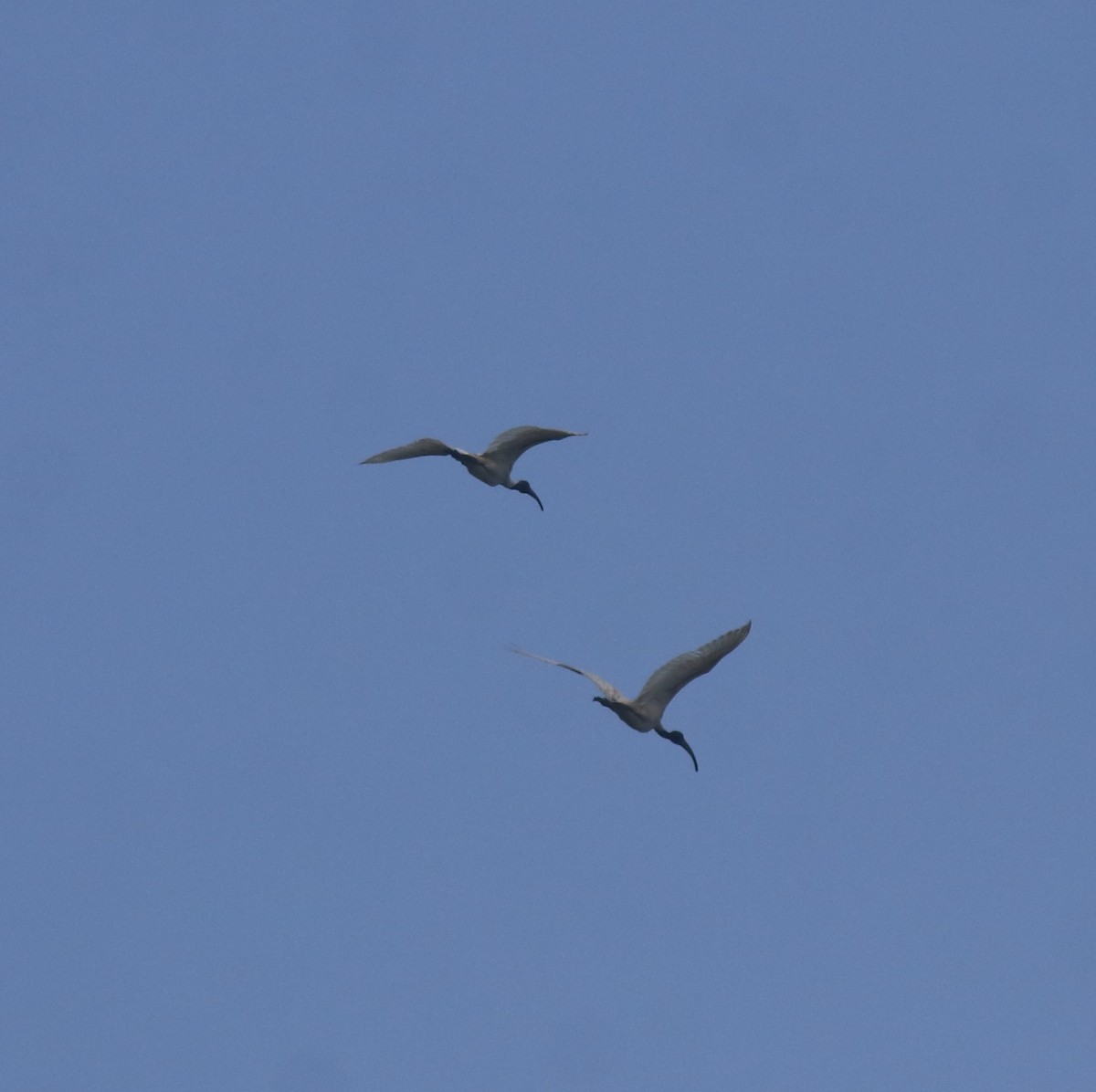 Black-headed Ibis - ML657957845