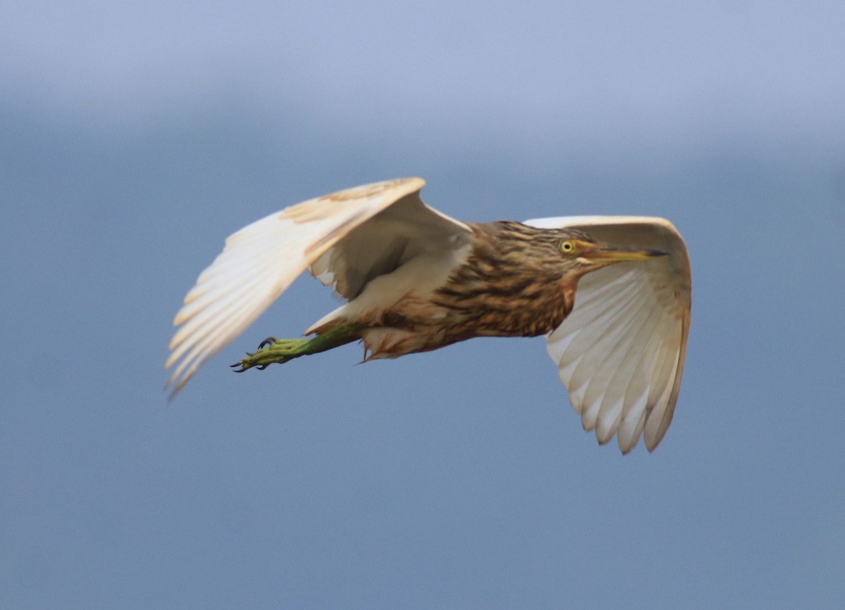 Indian Pond-Heron - ML657957964