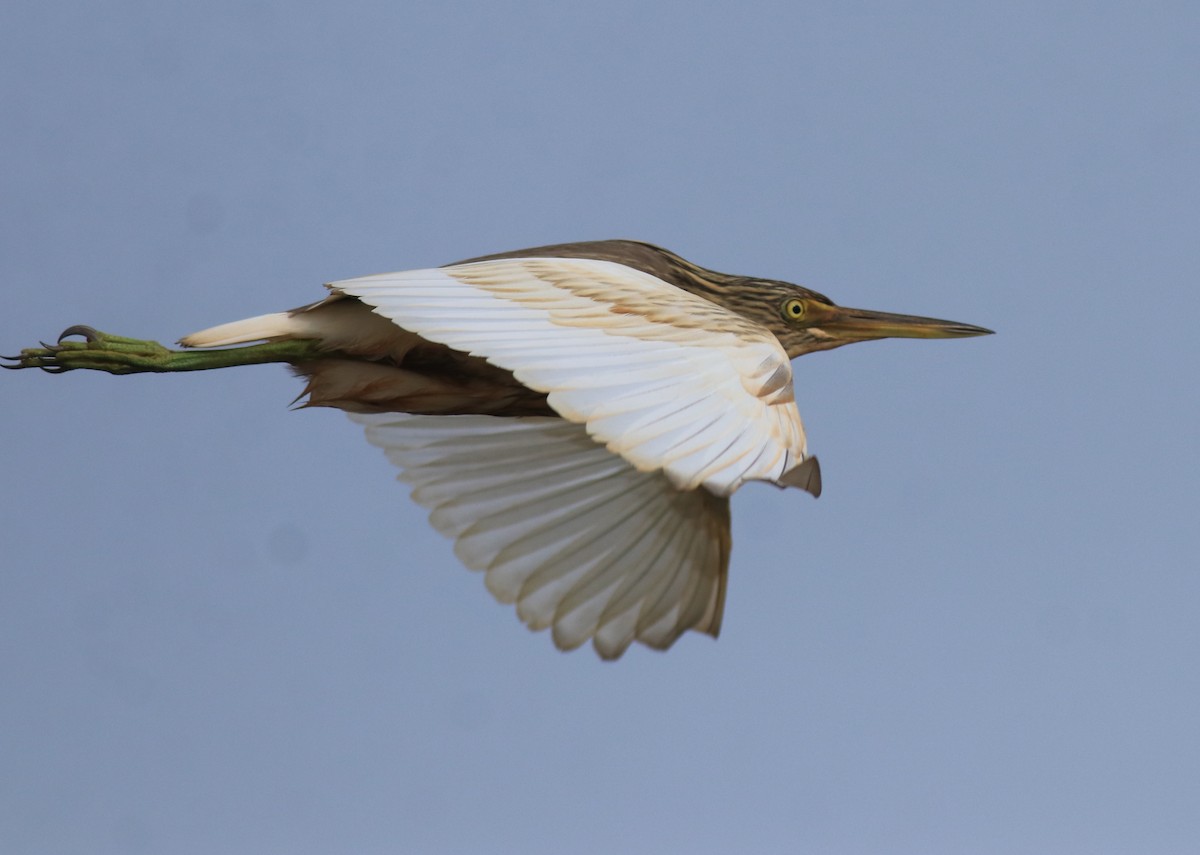 Indian Pond-Heron - ML657957965