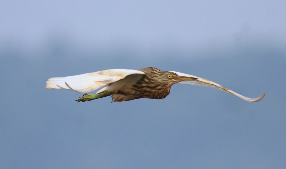 Indian Pond-Heron - ML657957966