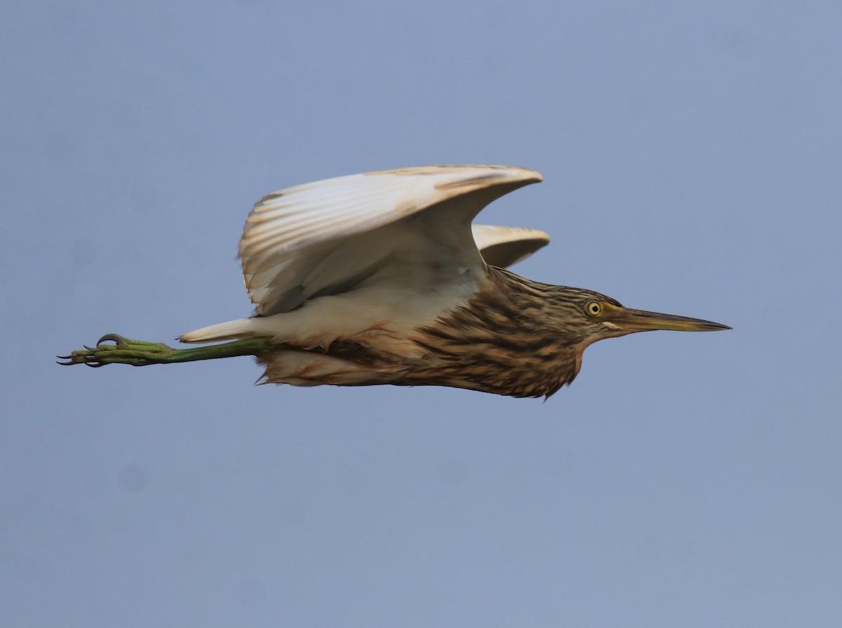 Indian Pond-Heron - ML657957967