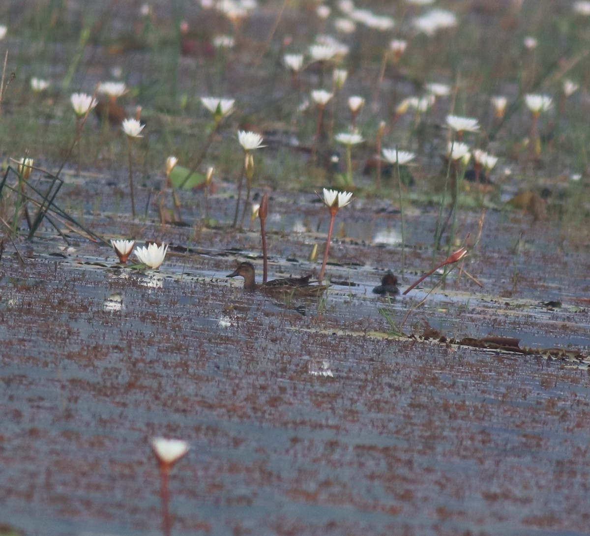 Garganey - ML657957982