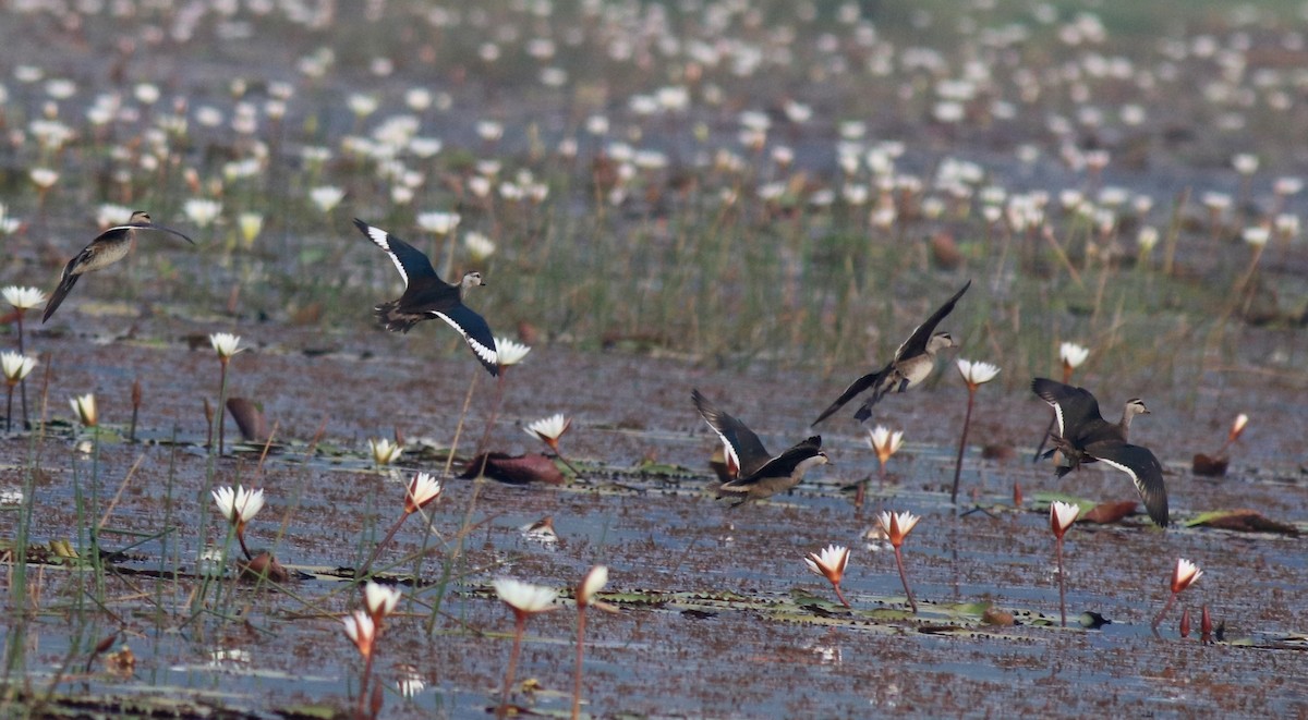 Cotton Pygmy-Goose - ML657958118