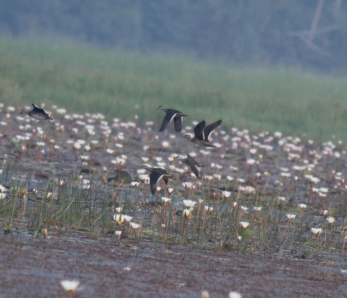Cotton Pygmy-Goose - ML657958119