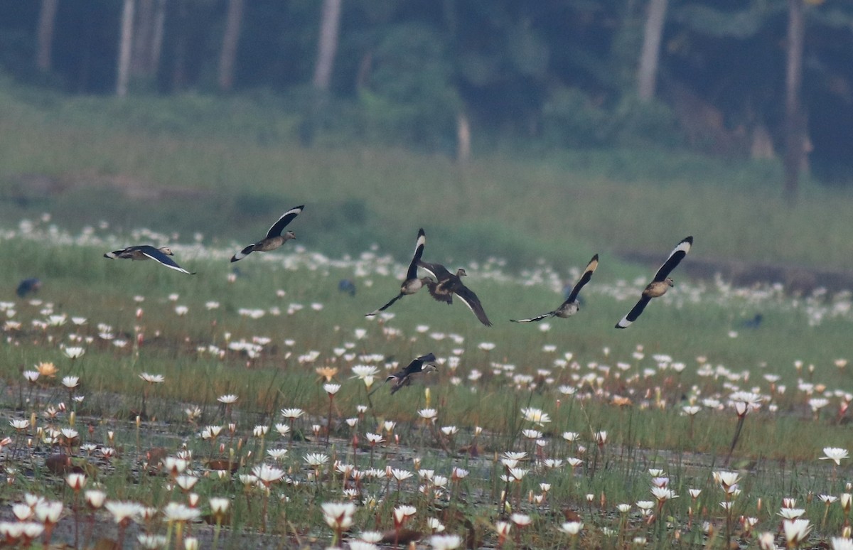 Cotton Pygmy-Goose - ML657958120