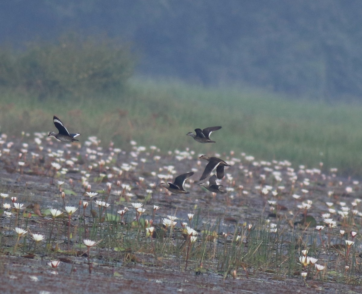 Cotton Pygmy-Goose - ML657958121