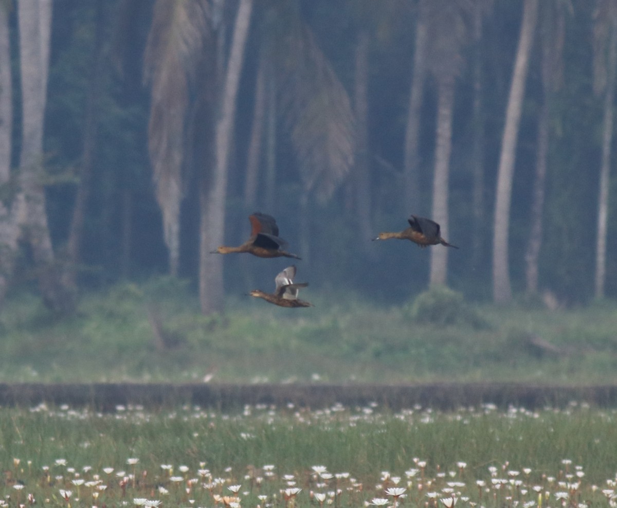 Garganey - ML657958124