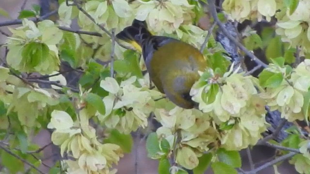 European Greenfinch - ML657958139