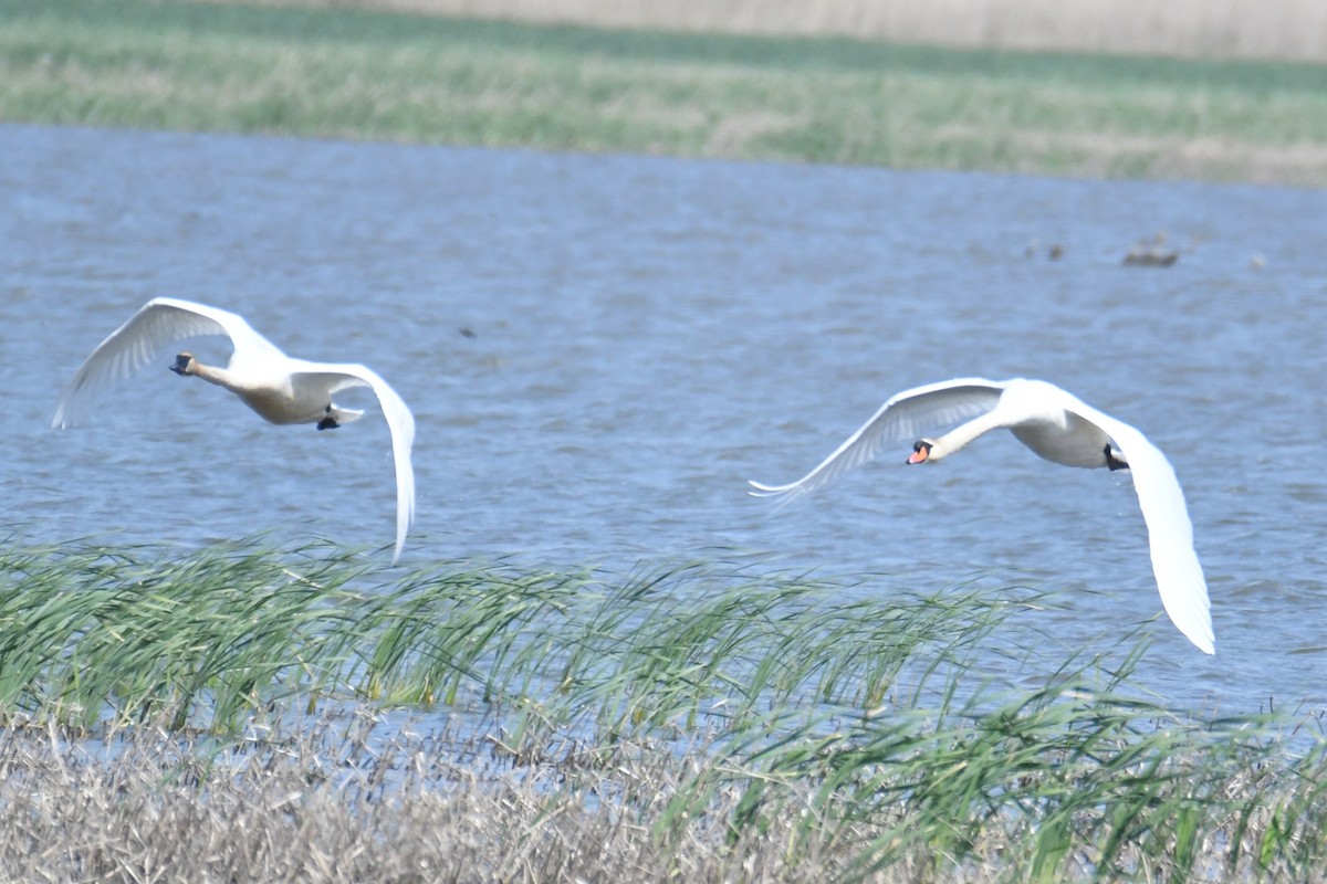 Trumpeter Swan - ML657958345