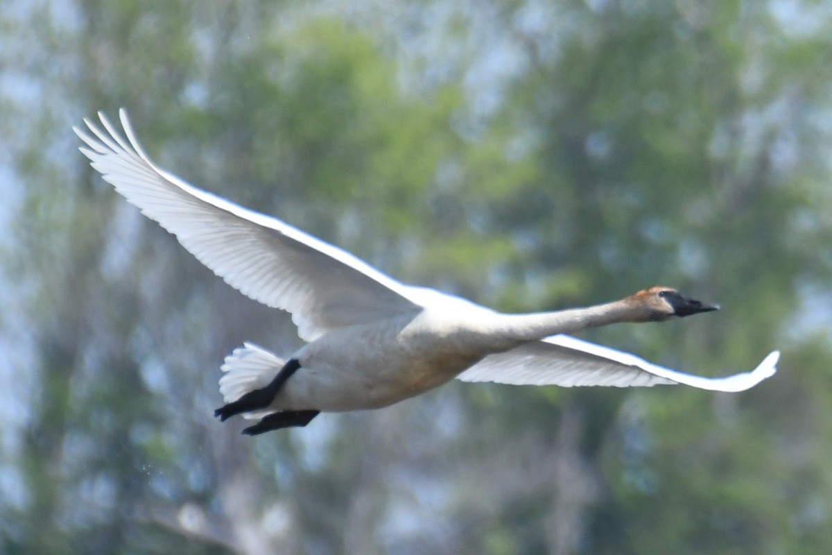 Trumpeter Swan - ML657958346