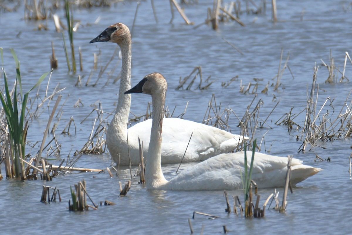 Trumpeter Swan - ML657958348