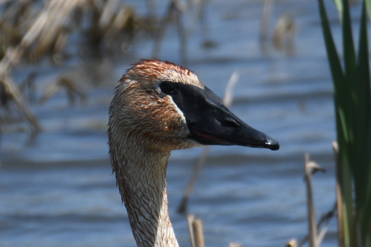 Trumpeter Swan - ML657958351