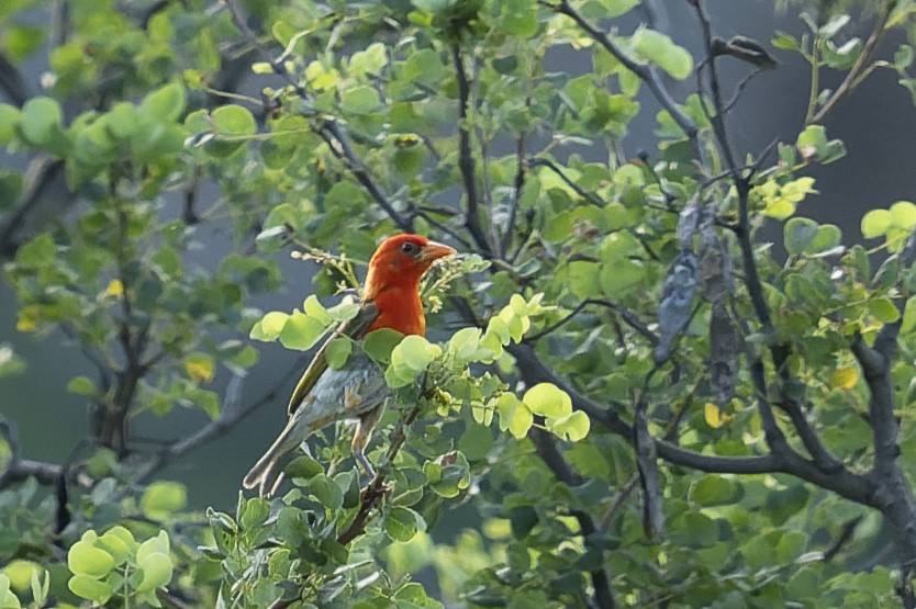 Red-headed Weaver - ML657958353