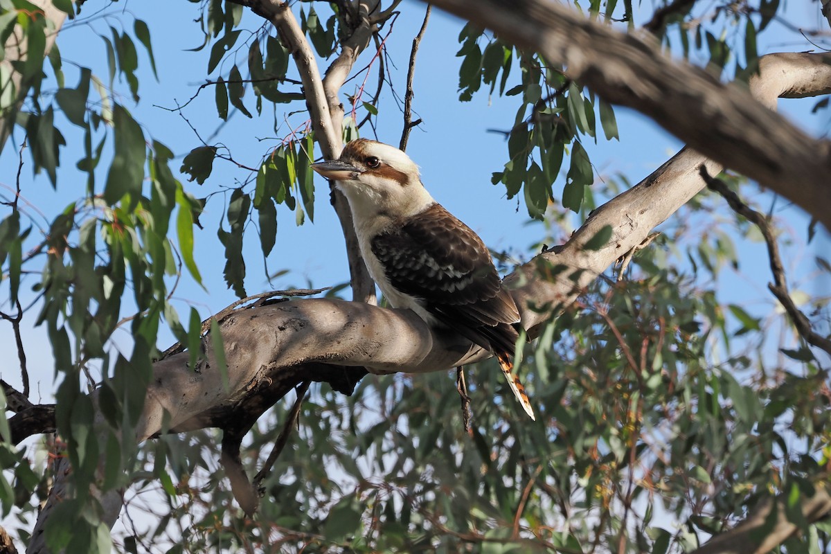 Laughing Kookaburra - ML657958354