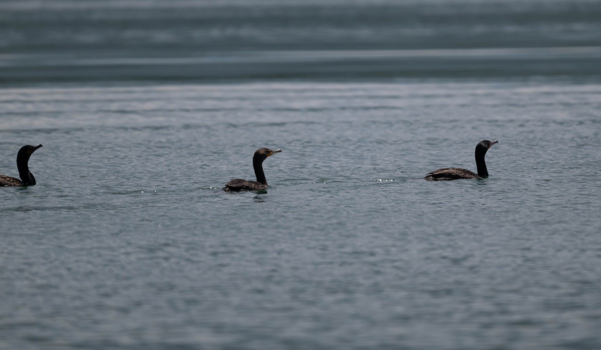 Double-crested Cormorant - ML657958355