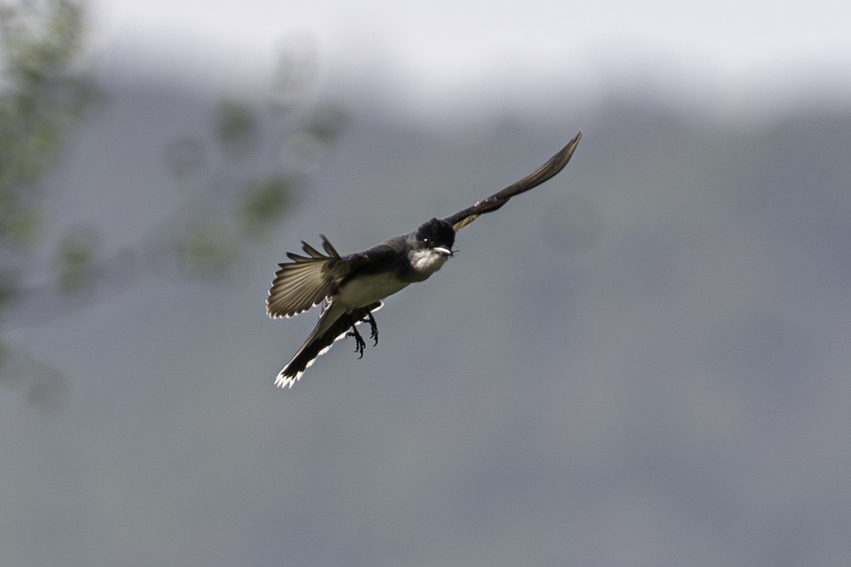 Eastern Kingbird - ML657958356