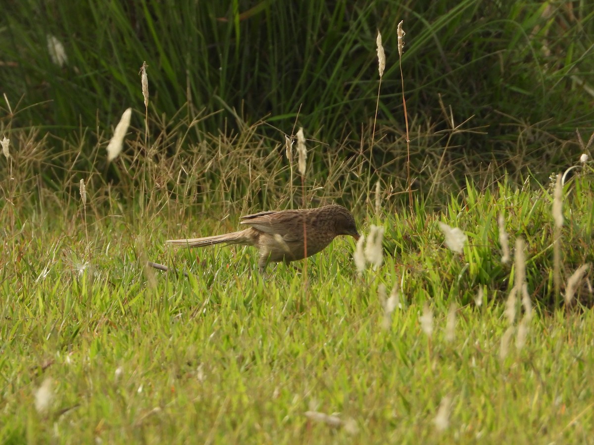 Striated Babbler - ML657958357