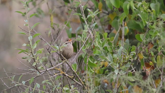 Eurasian Wren - ML657958358
