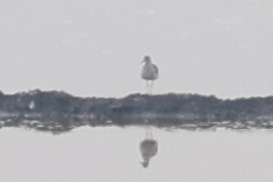 Wood Sandpiper - ML657958361
