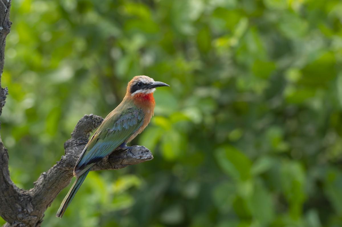 White-fronted Bee-eater - ML657958362
