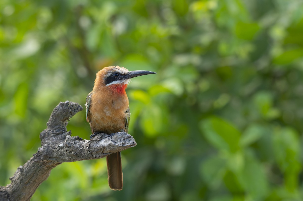 White-fronted Bee-eater - ML657958363