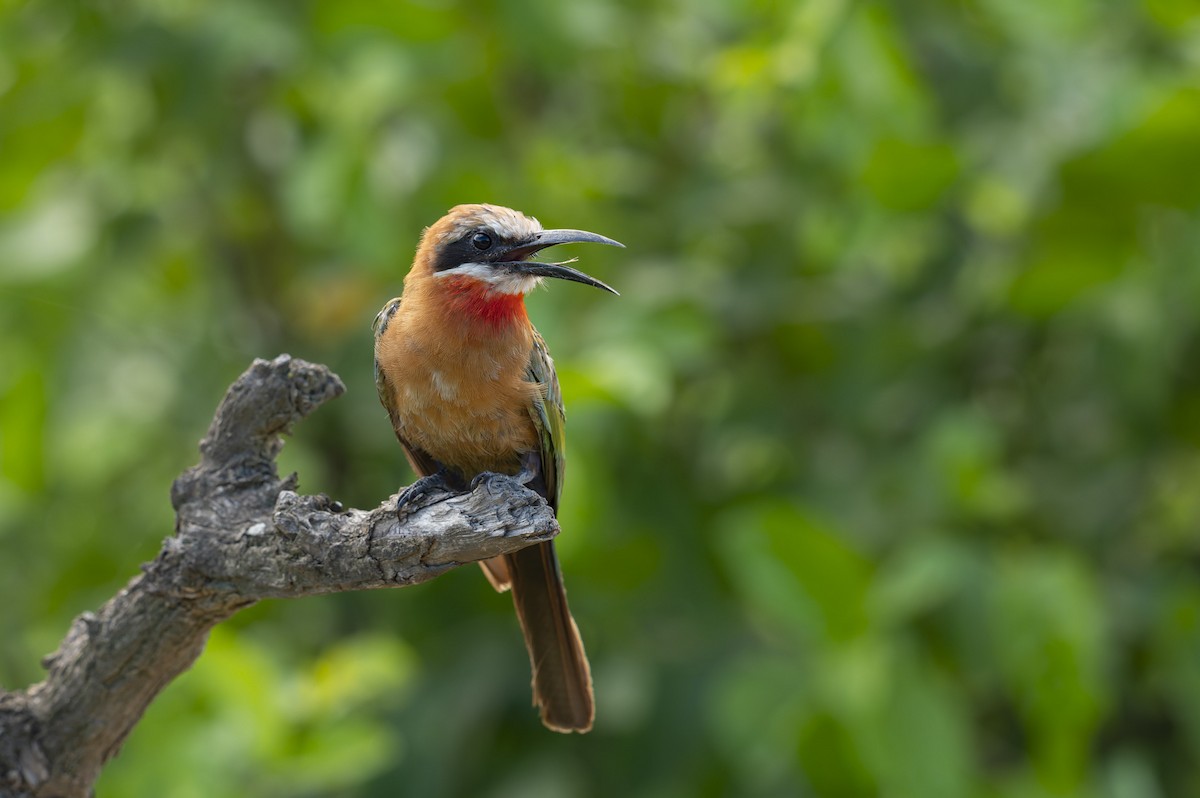 White-fronted Bee-eater - ML657958364
