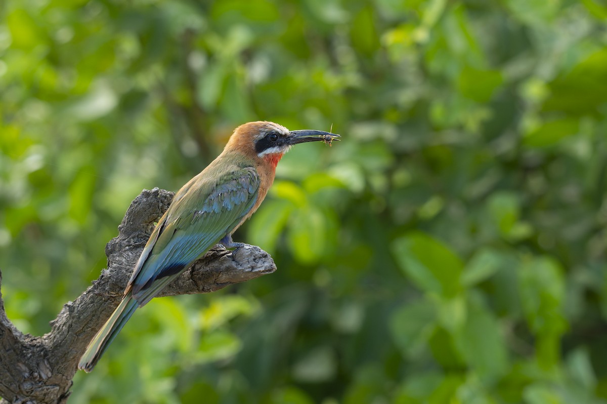 White-fronted Bee-eater - ML657958365