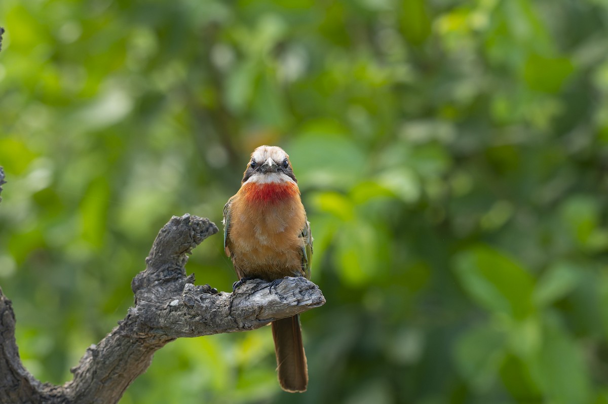 White-fronted Bee-eater - ML657958366