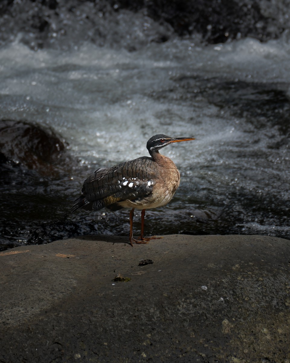 Sunbittern - ML657958367