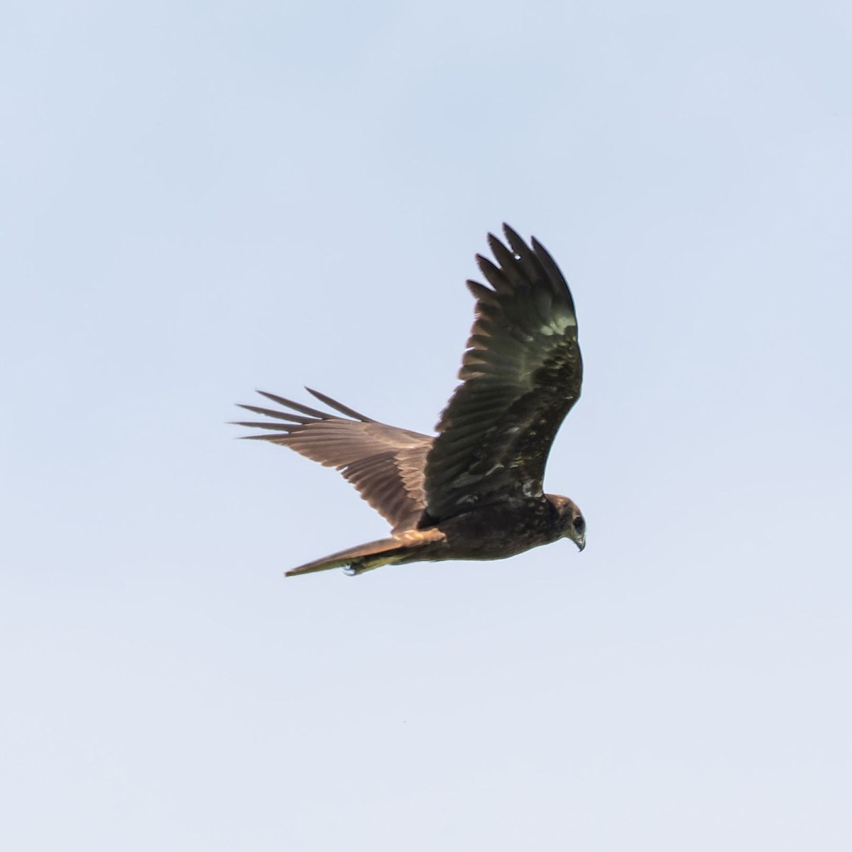 Western Marsh Harrier - ML657958368