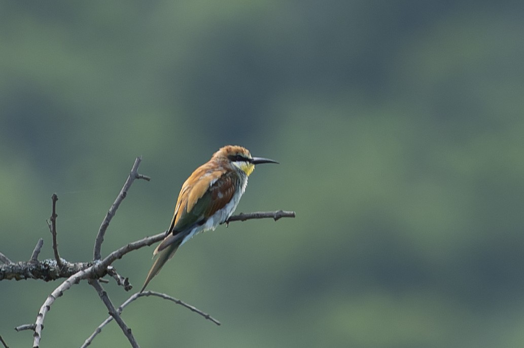European Bee-eater - ML657958369