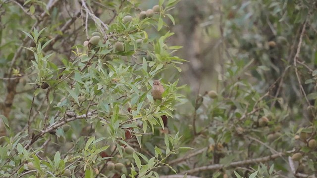 Eurasian Wren - ML657958370
