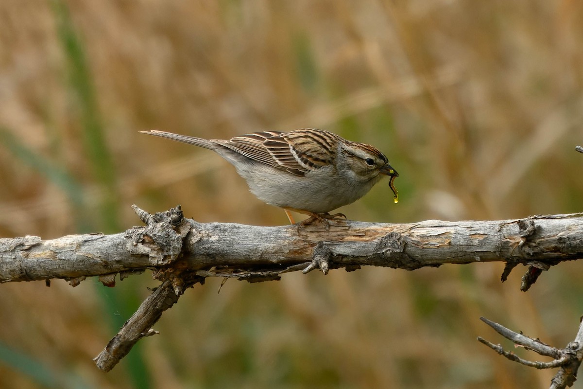 Chipping Sparrow - ML657958371