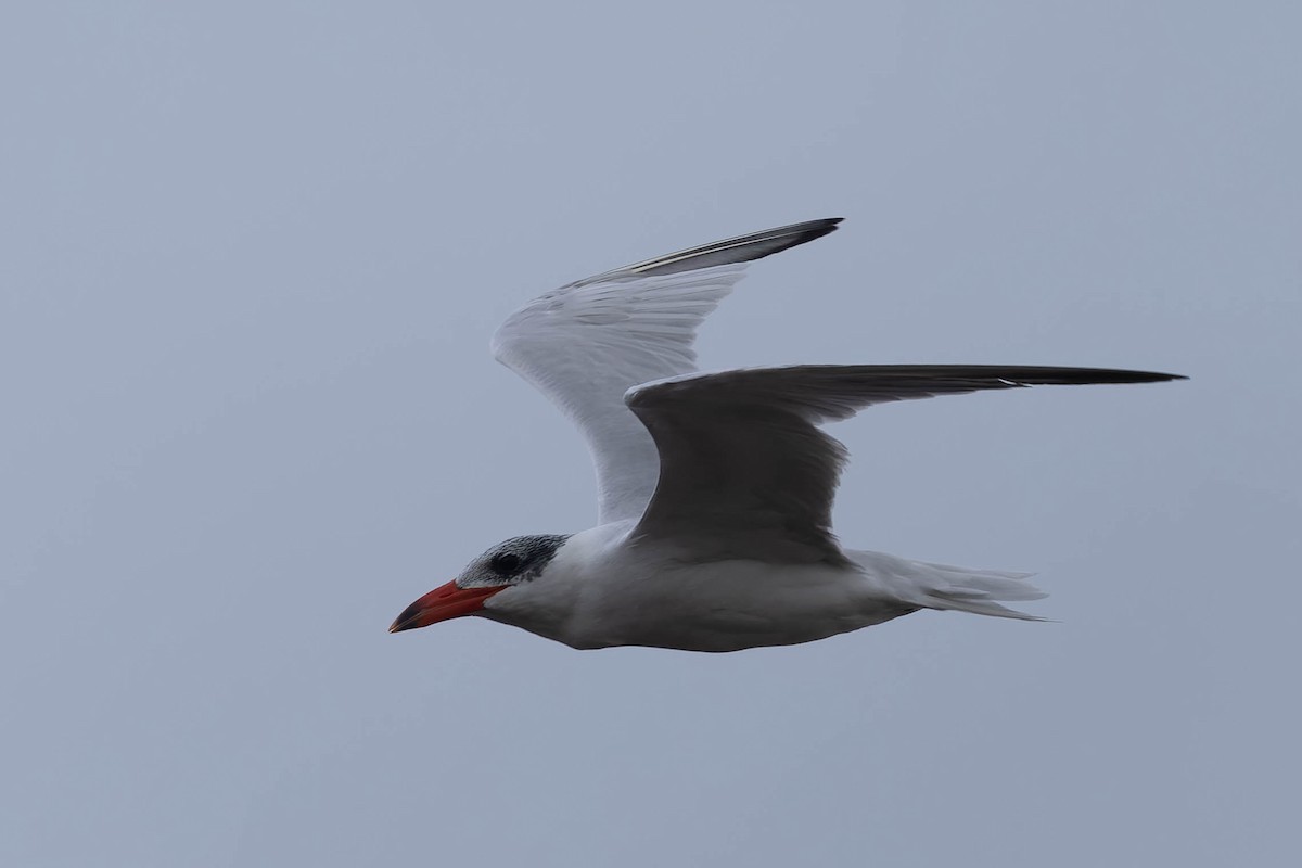 Caspian Tern - ML657958372