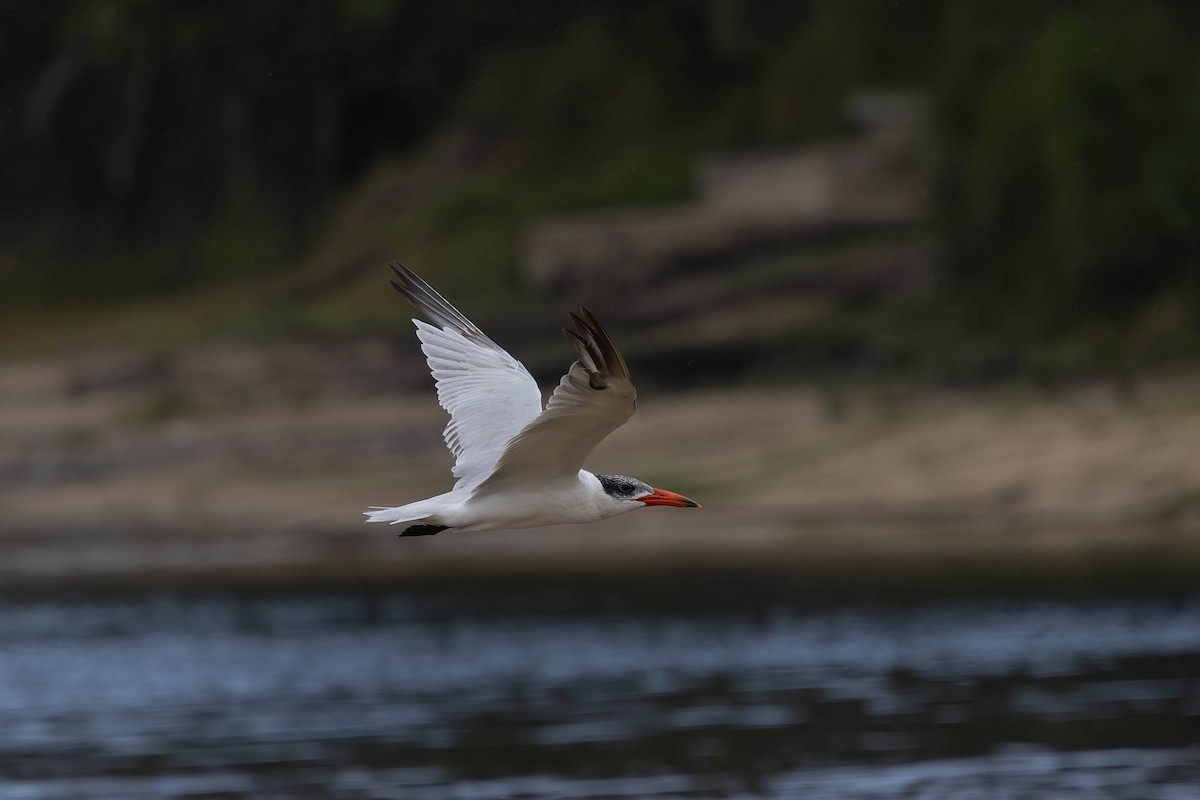Caspian Tern - ML657958373