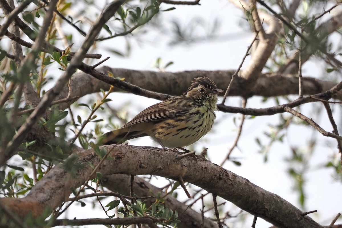 Speckled Warbler - ML657958374