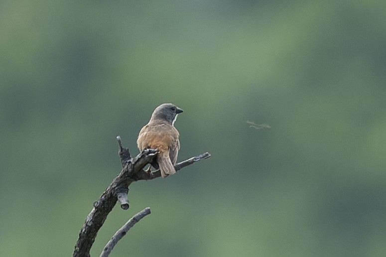 Southern Gray-headed Sparrow - ML657958375