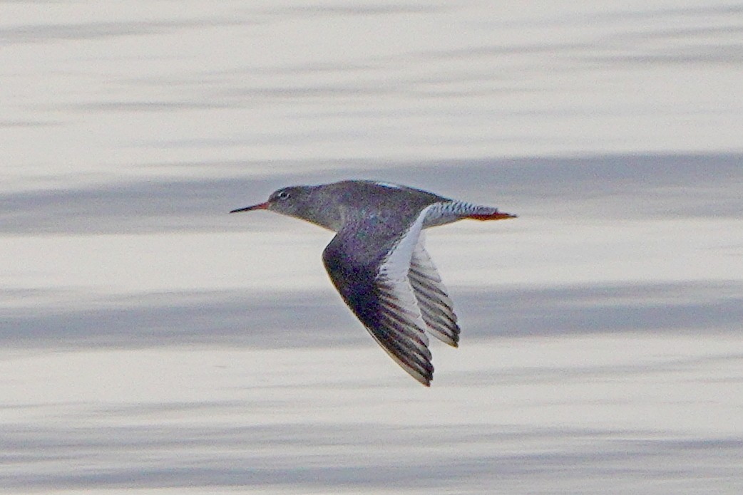 Common Redshank - ML657958376