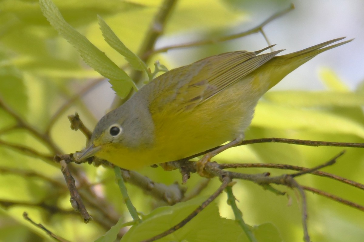 Nashville Warbler - ML657958377