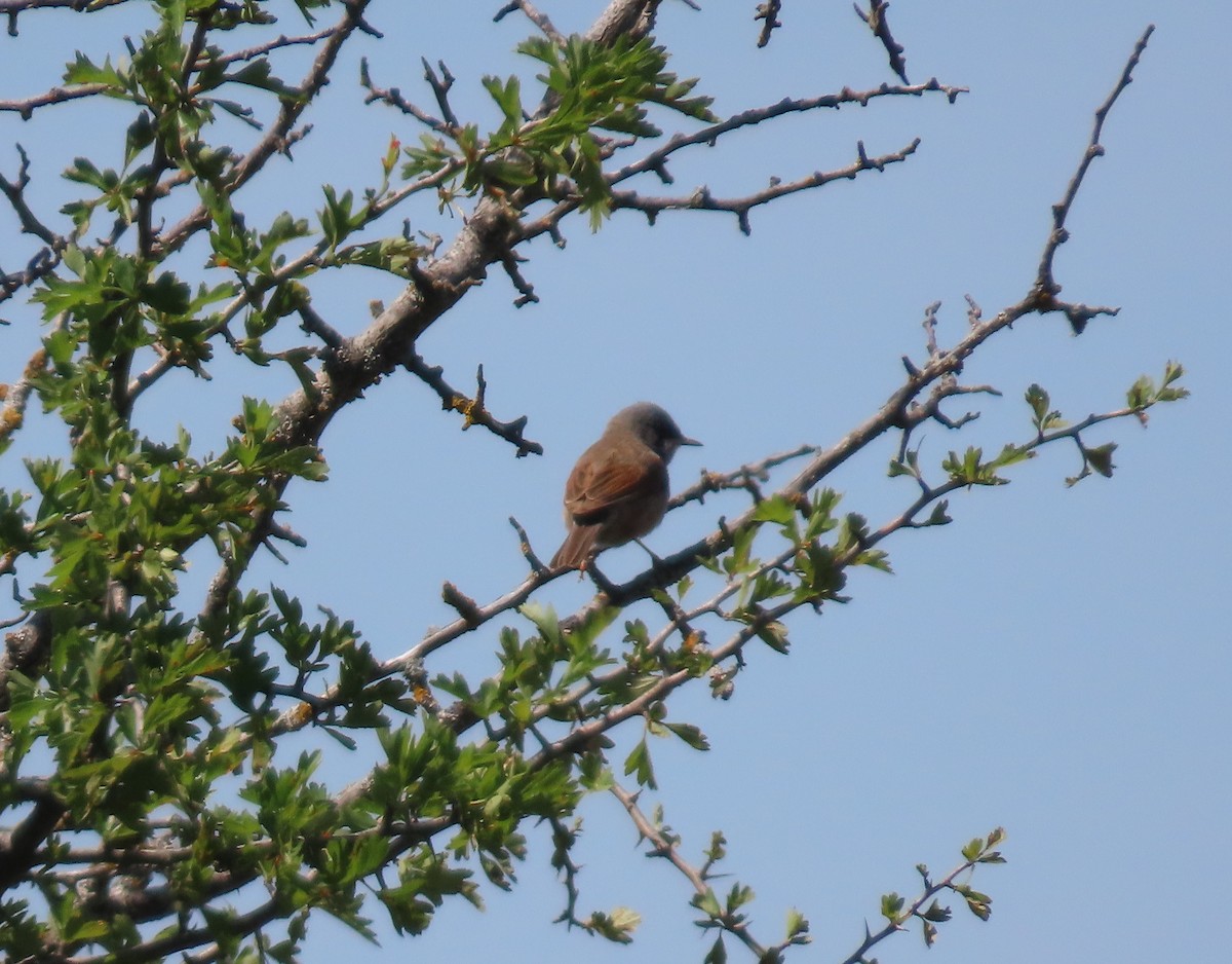 Spectacled Warbler - ML657958378