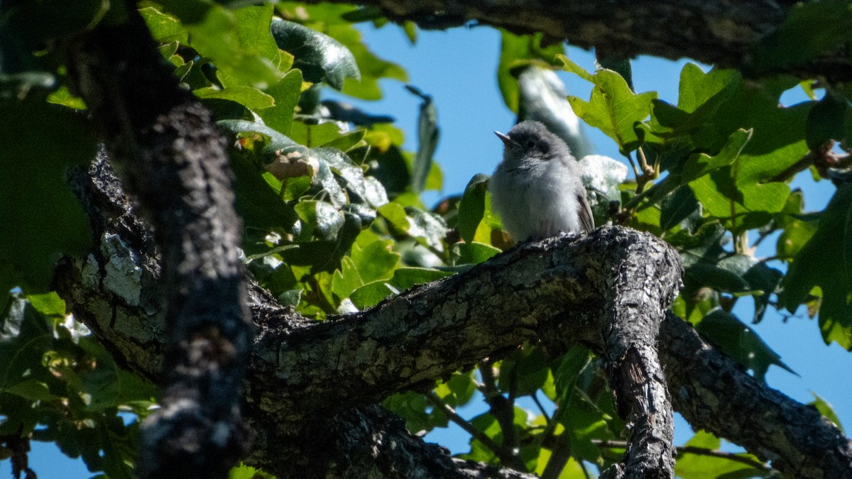 Blue-gray Gnatcatcher - ML657958379