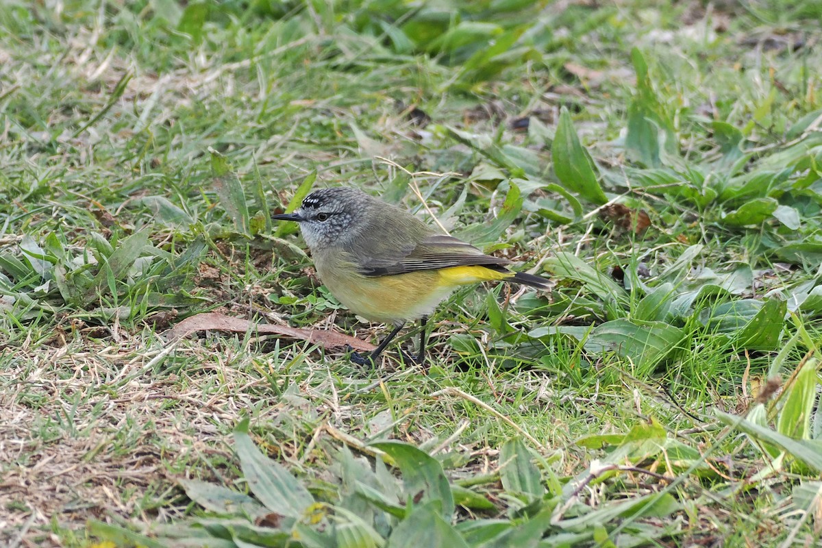 Yellow-rumped Thornbill - ML657958383