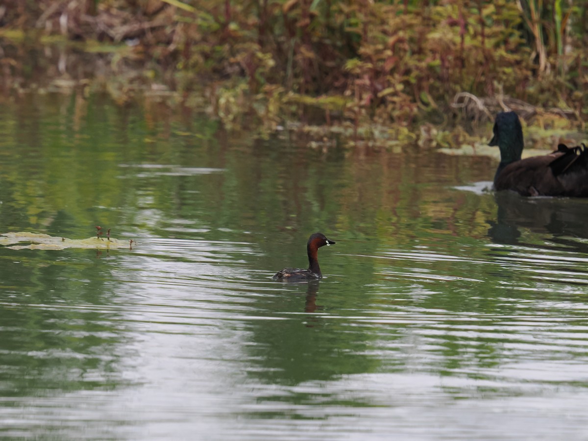 Little Grebe - ML657958385