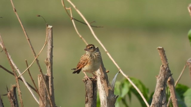 Indian Bushlark - ML657958396