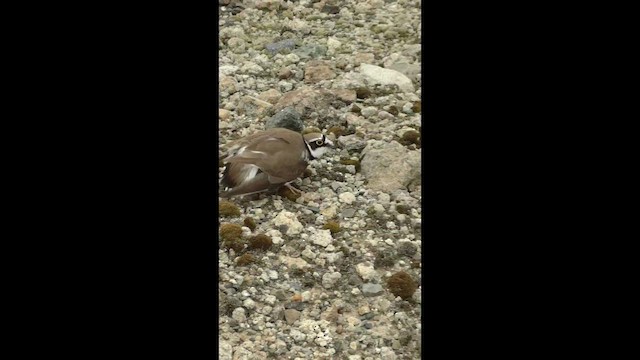 Little Ringed Plover - ML657958477