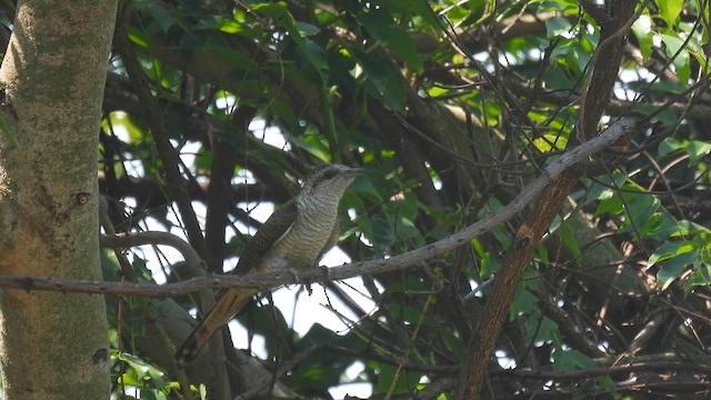 Banded Bay Cuckoo - ML657958528